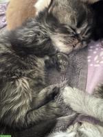 Perser Kitten mit Näschen zu verkaufen