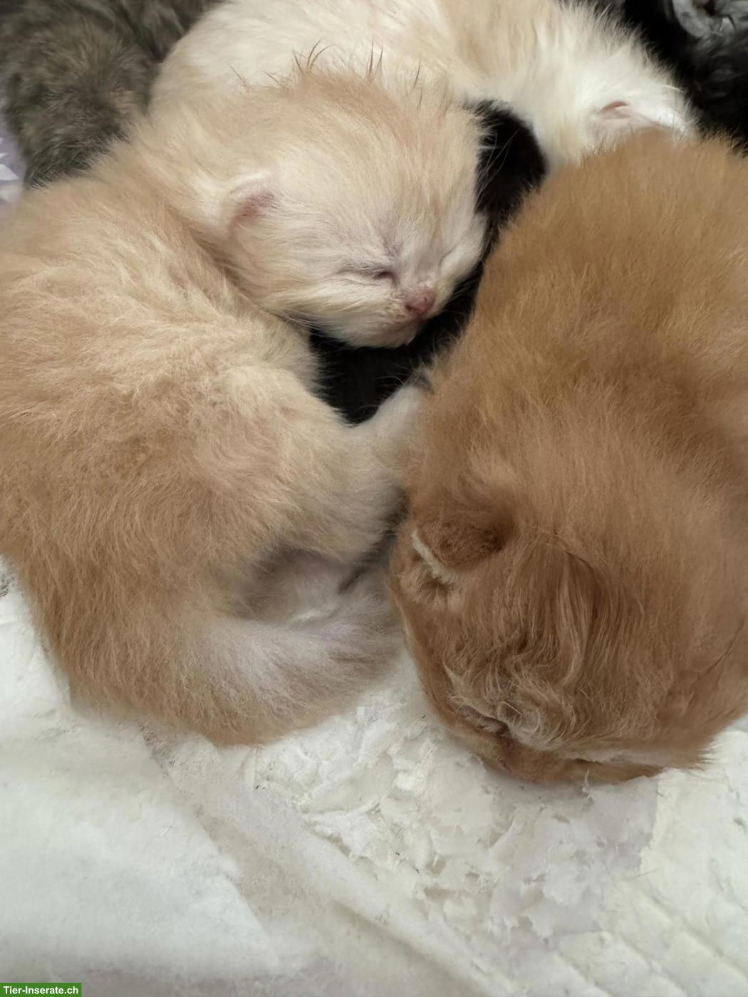 Bild 2: Perser Kitten mit Näschen zu verkaufen