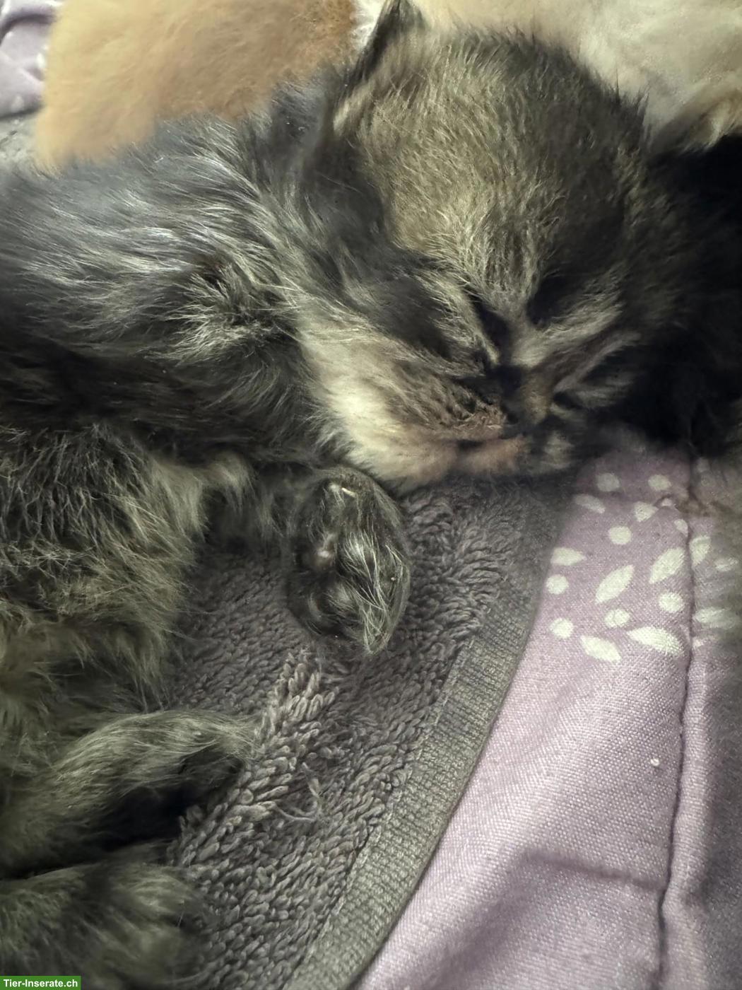 Bild 3: Perser Kitten mit Näschen zu verkaufen