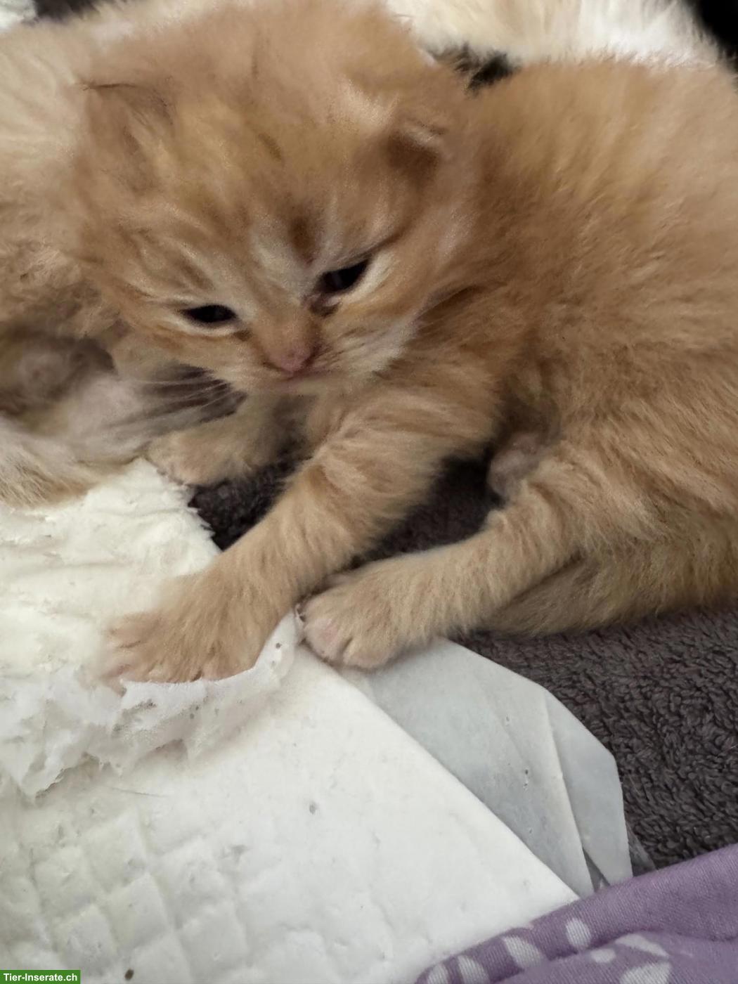 Bild 4: Perser Kitten mit Näschen zu verkaufen