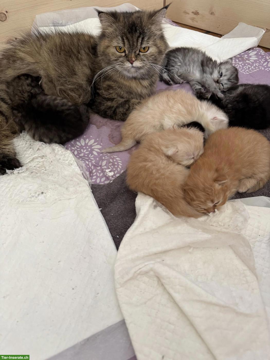 Bild 5: Perser Kitten mit Näschen zu verkaufen