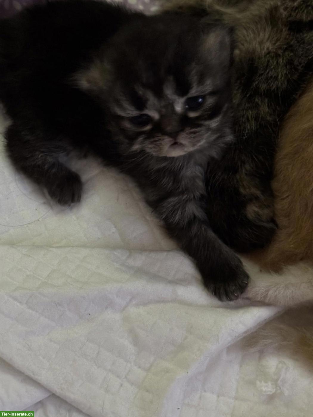 Bild 6: Perser Kitten mit Näschen zu verkaufen