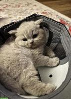 Britisch Kurzhaar Kitten