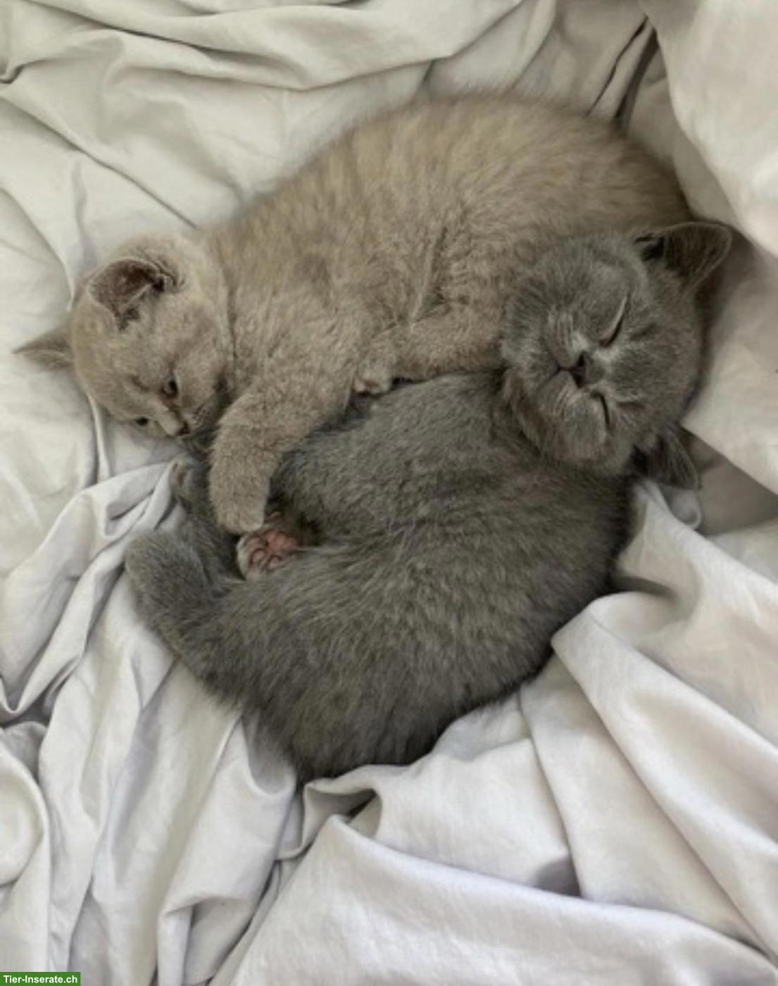 Bild 2: Britisch Kurzhaar Kitten