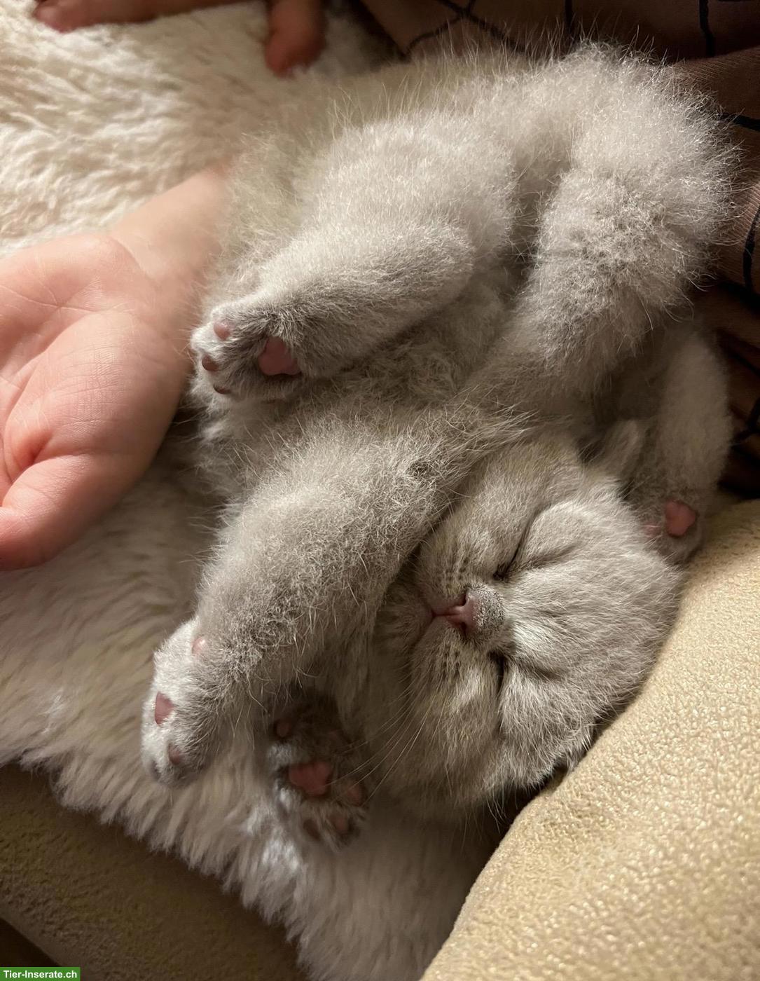 Bild 3: Britisch Kurzhaar Kitten
