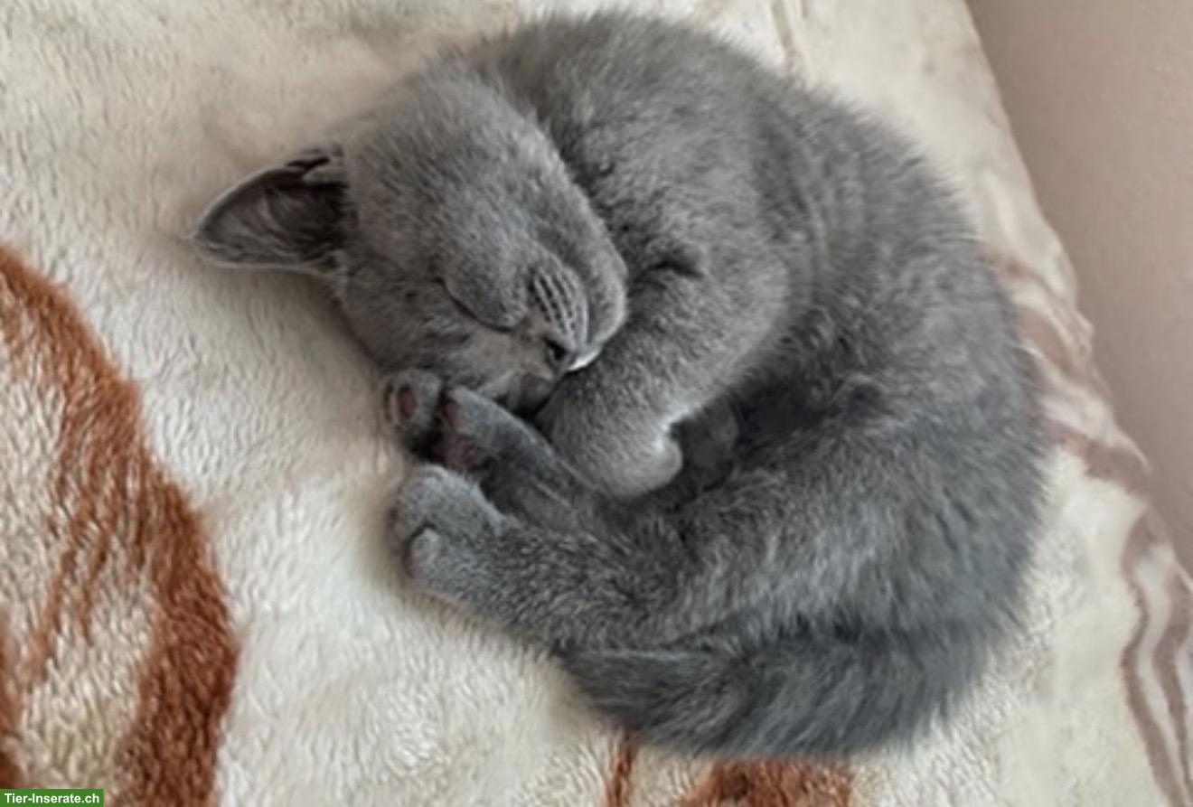 Bild 4: Britisch Kurzhaar Kitten