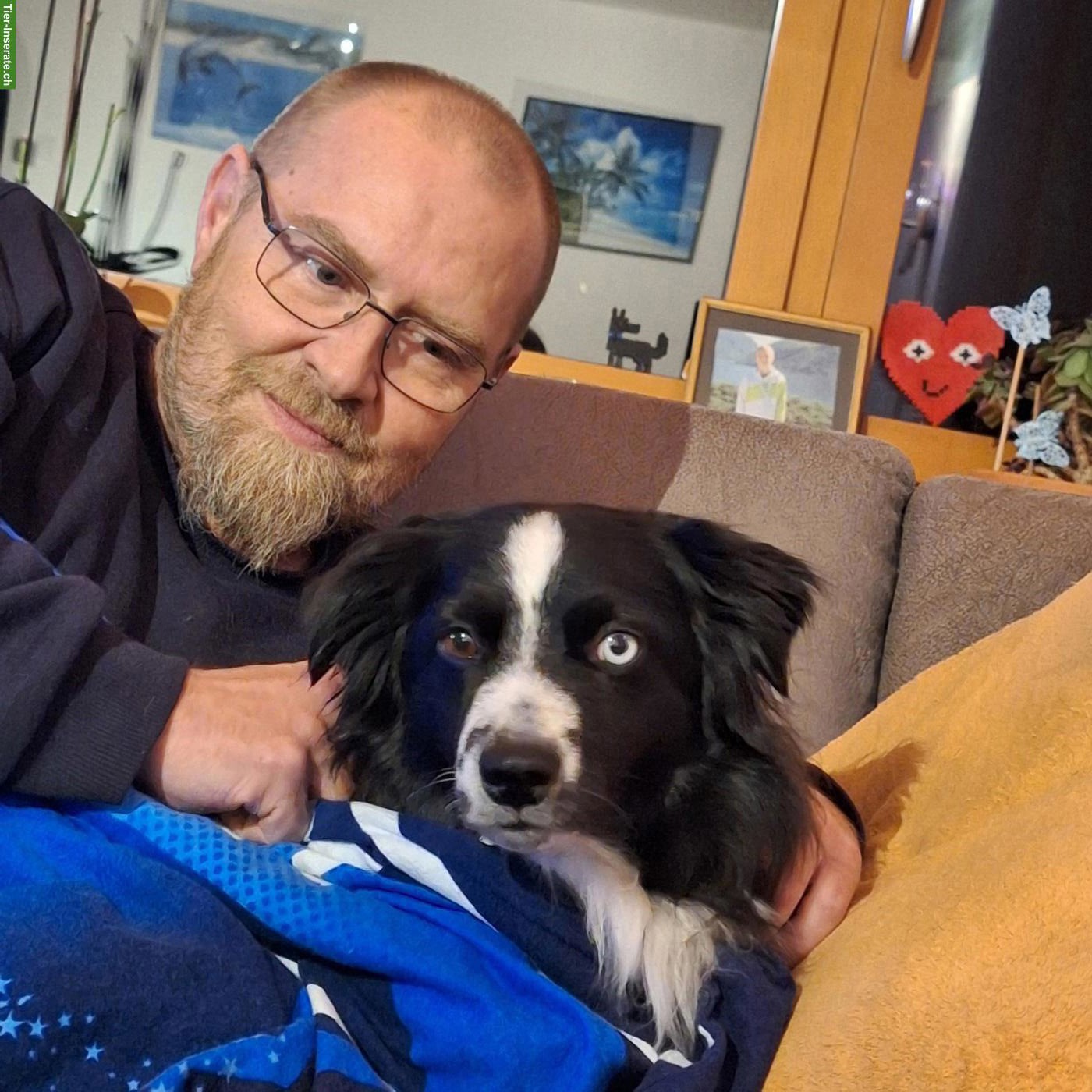 5-Stern Hundebetreuung im Aargau