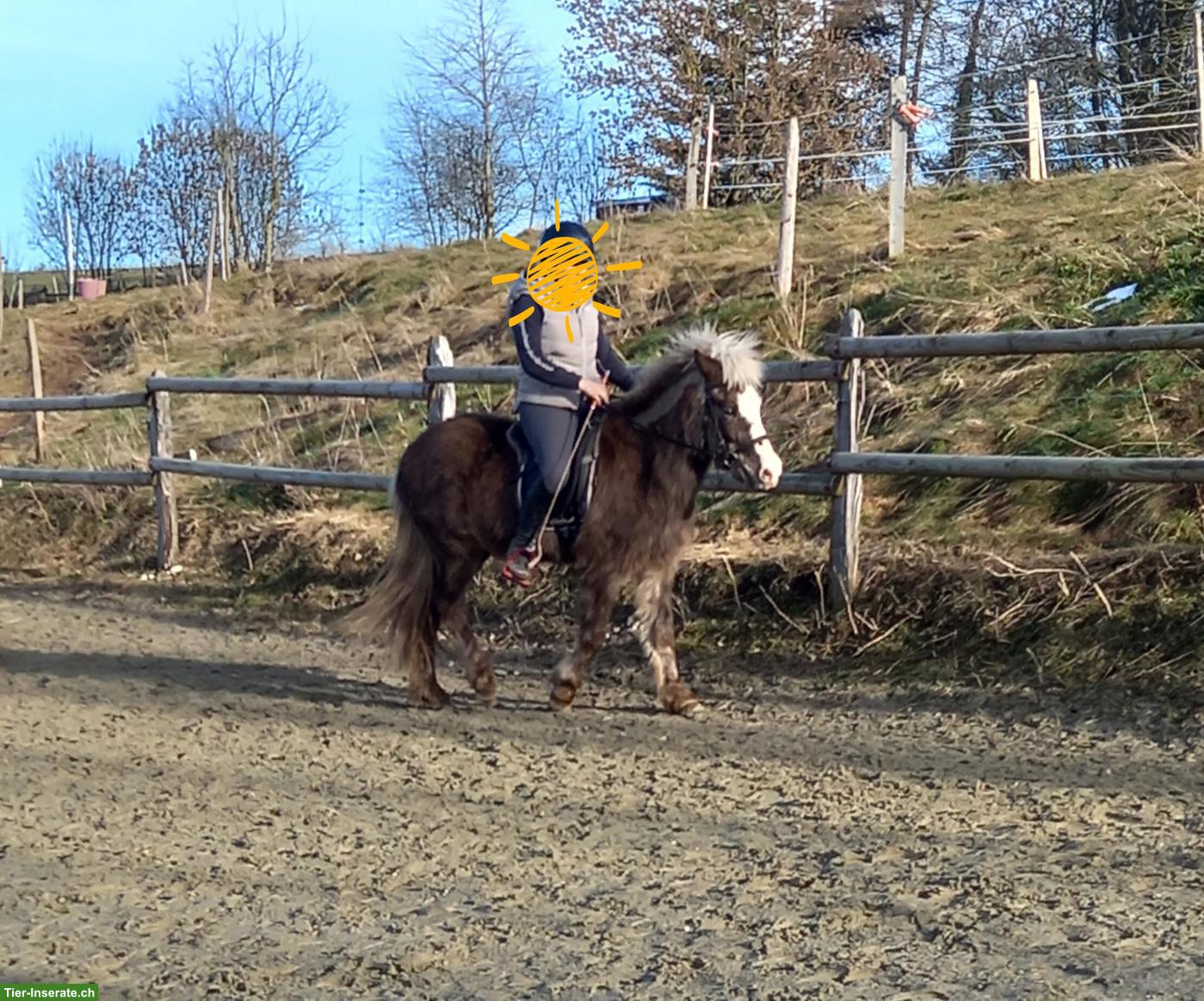 Bild 3: Islandpferd Wallach zu verkaufen