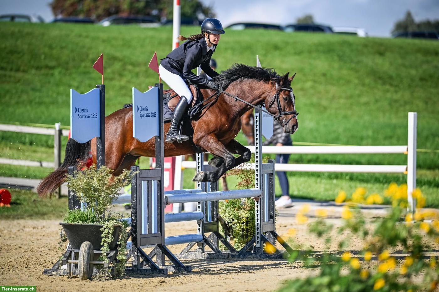 Deutsches Reitpony, Allrounder Stute, 7-jährig