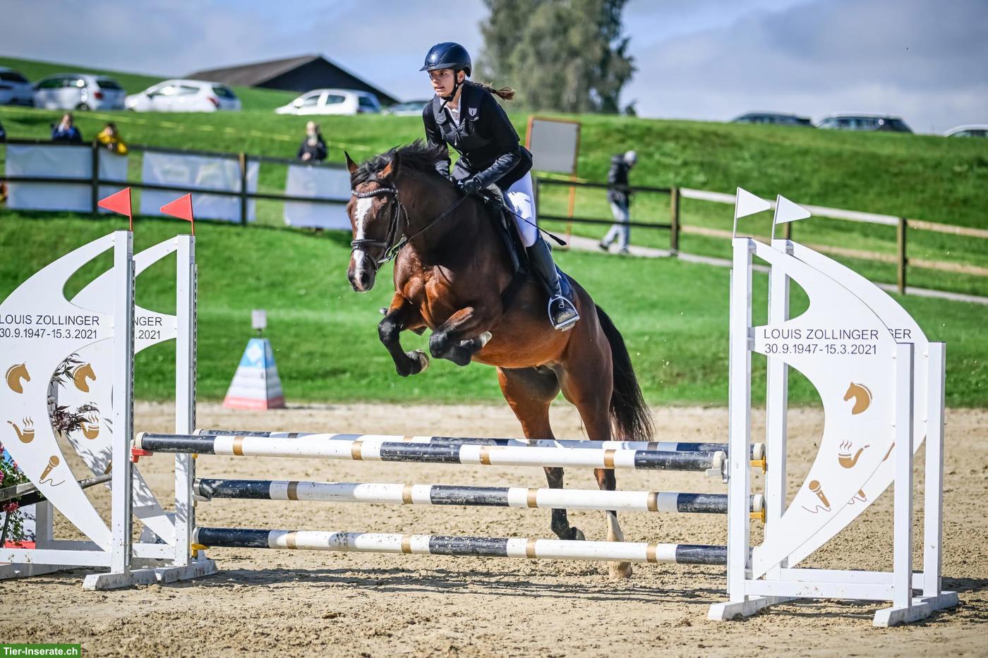 Bild 2: Deutsches Reitpony, Allrounder Stute, 7-jährig