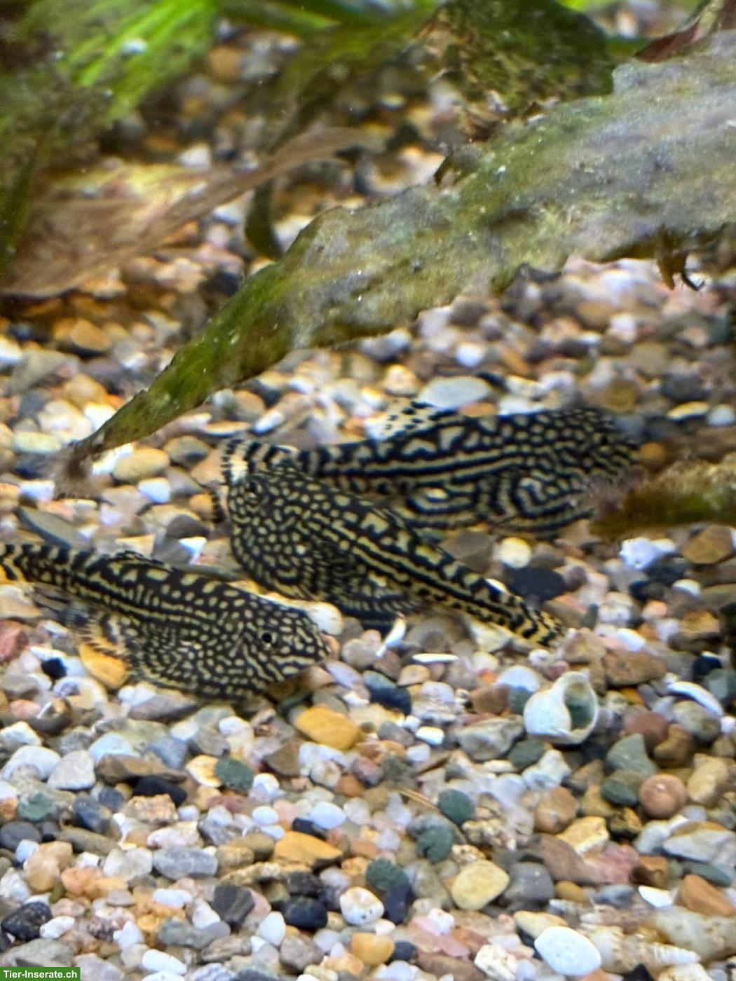Prachtflossensauger (Sewellia lineolata) zu verkaufen