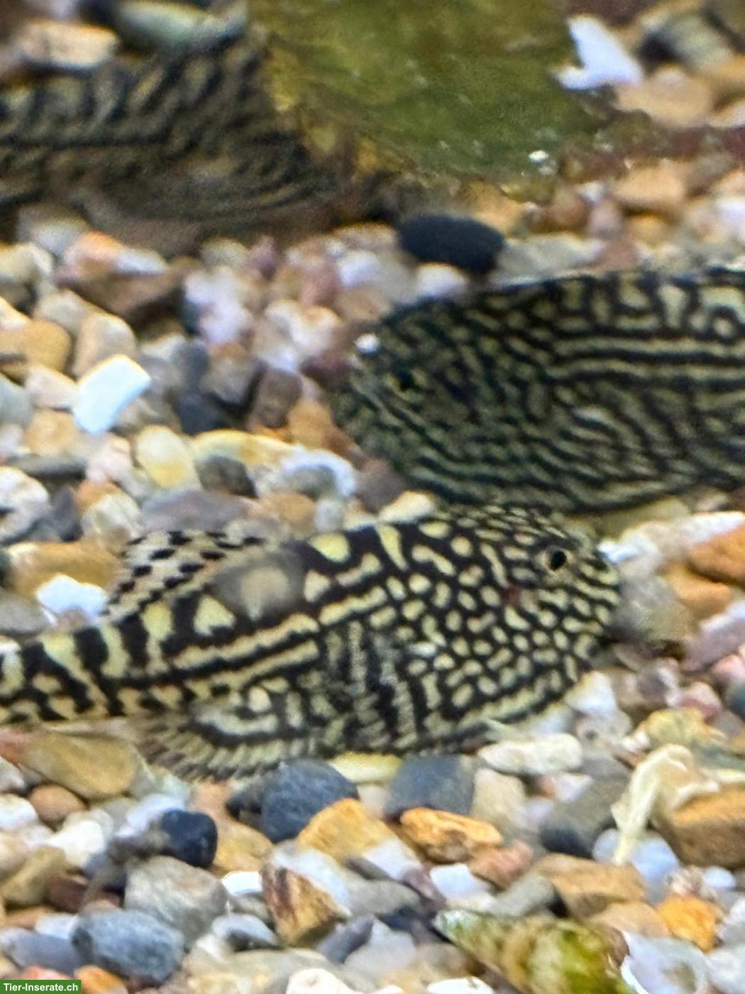 Bild 2: Prachtflossensauger (Sewellia lineolata) zu verkaufen