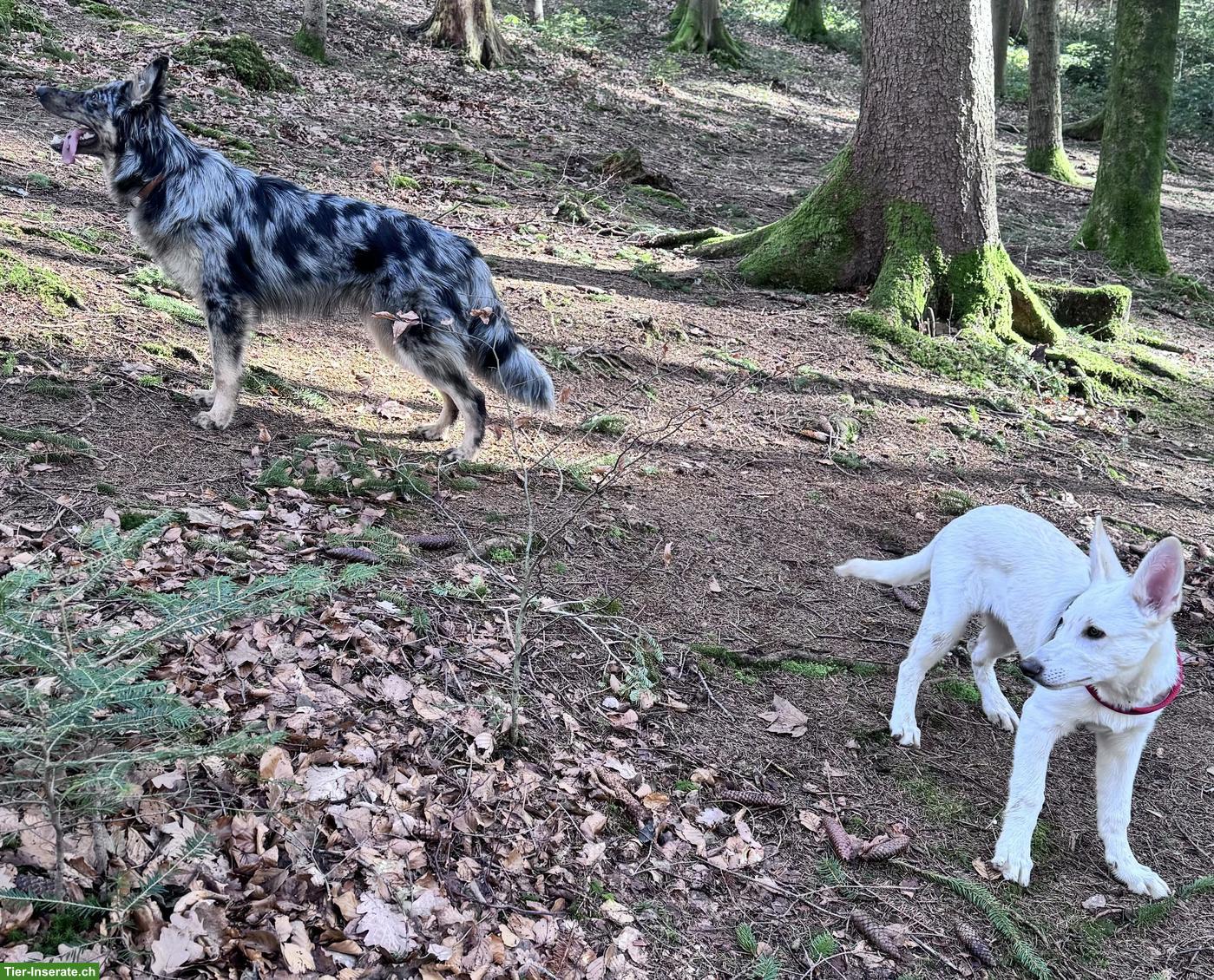 Bild 5: 🐺🤍 Mix Welpen Nachwuchs erwartet 🤍🐺