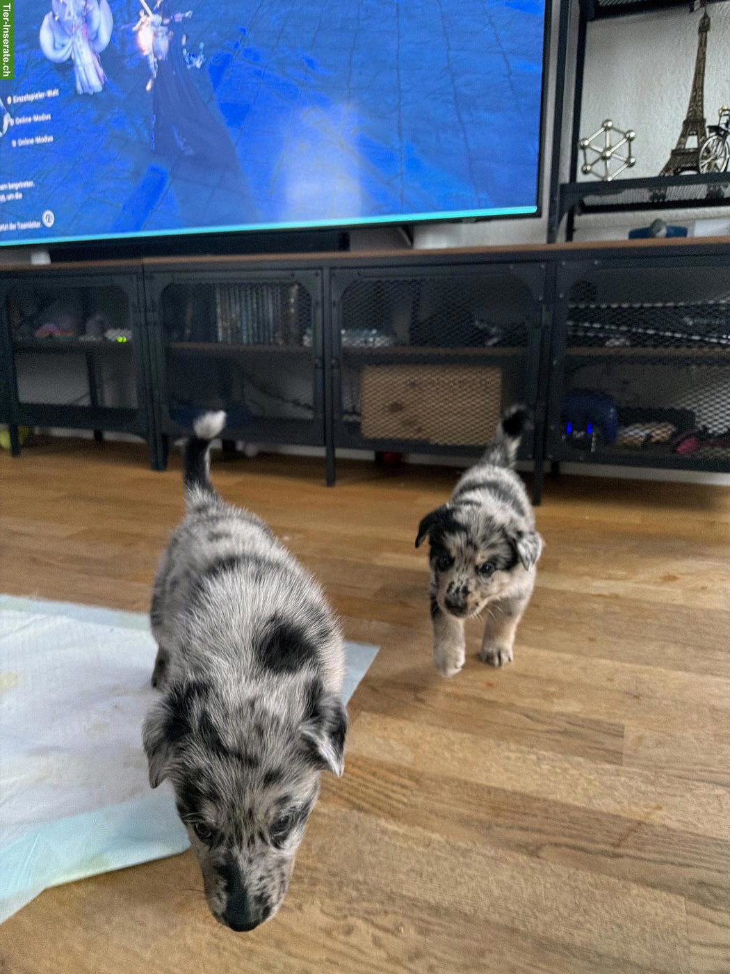 Bild 6: 🐺🤍10 kleine Hunde Seelen suchen ein Zuhause. 🤍🐺