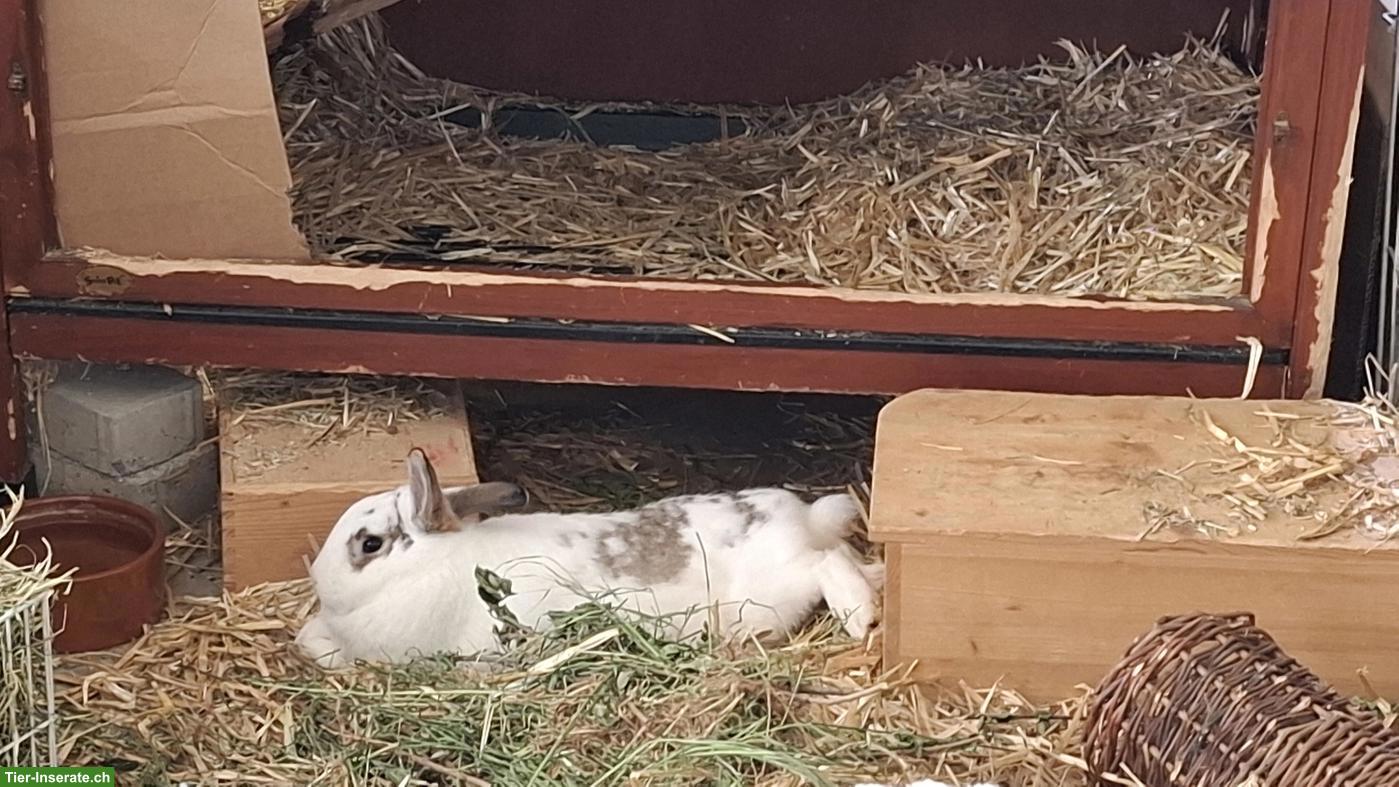 Süsses Kaninchen sucht Zuhause