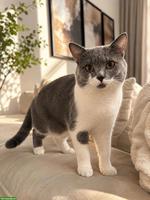Reinrassiger Britisch Kurzhaar Kater zum decken