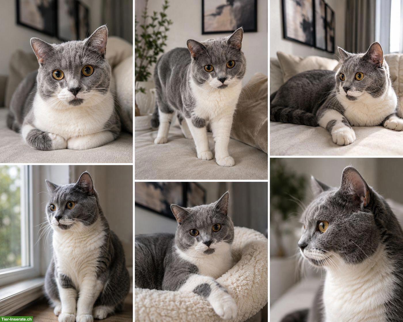 Bild 2: Reinrassiger Britisch Kurzhaar Kater zum decken