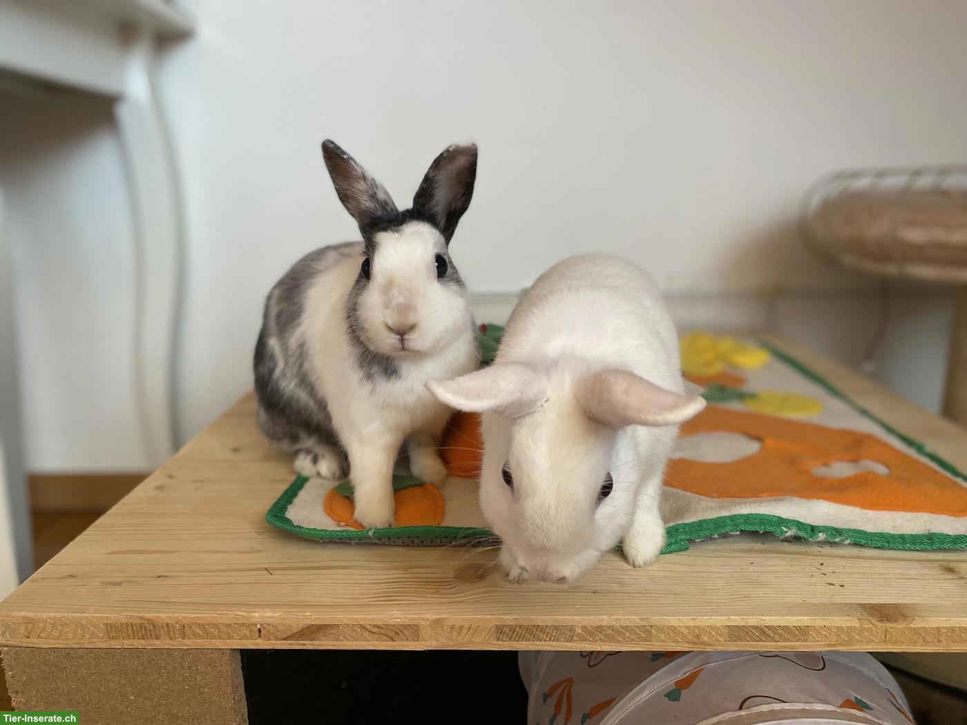2 liebe Zwergkaninchen suchen neues Zuhause in Aussenhaltung