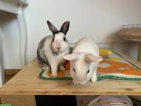 2 liebe Zwergkaninchen suchen neues Zuhause in Aussenhaltung