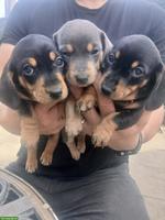 Zwergdackel Welpen in Schwarz-Loh, Alltagstaugliche Familienhunde