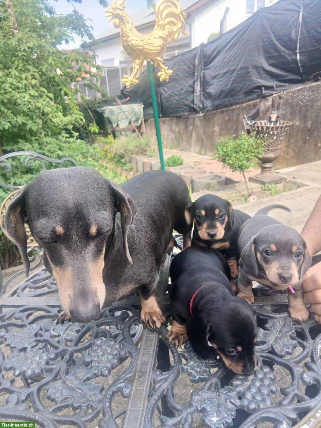 Bild 4: Zwergdackel Welpen in Schwarz-Loh, Alltagstaugliche Familienhunde
