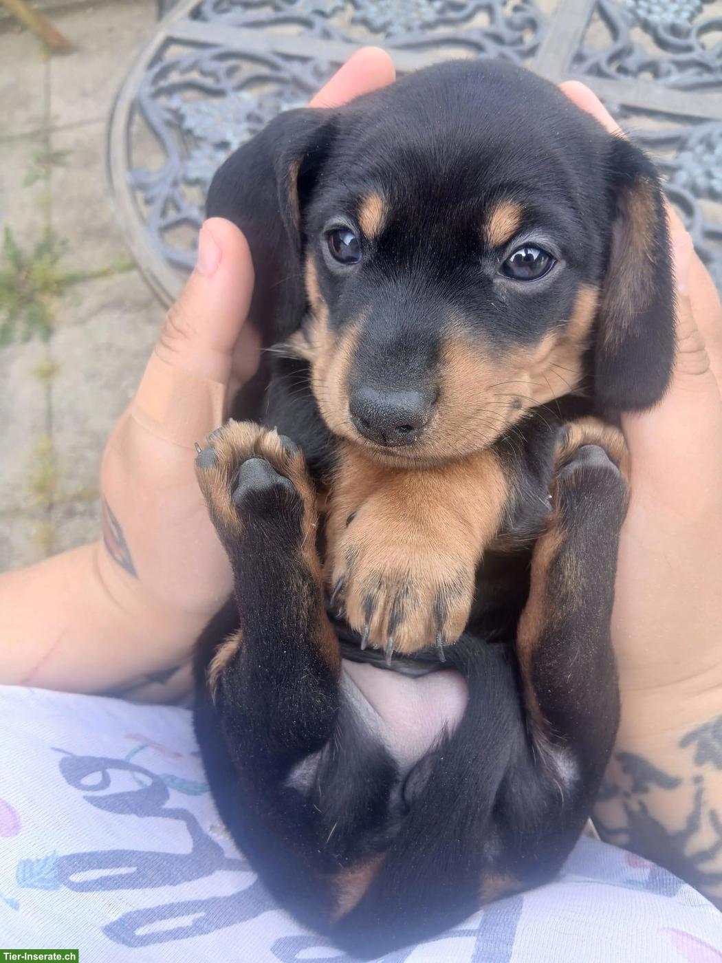 Bild 5: Zwergdackel Welpen in Schwarz-Loh, Alltagstaugliche Familienhunde
