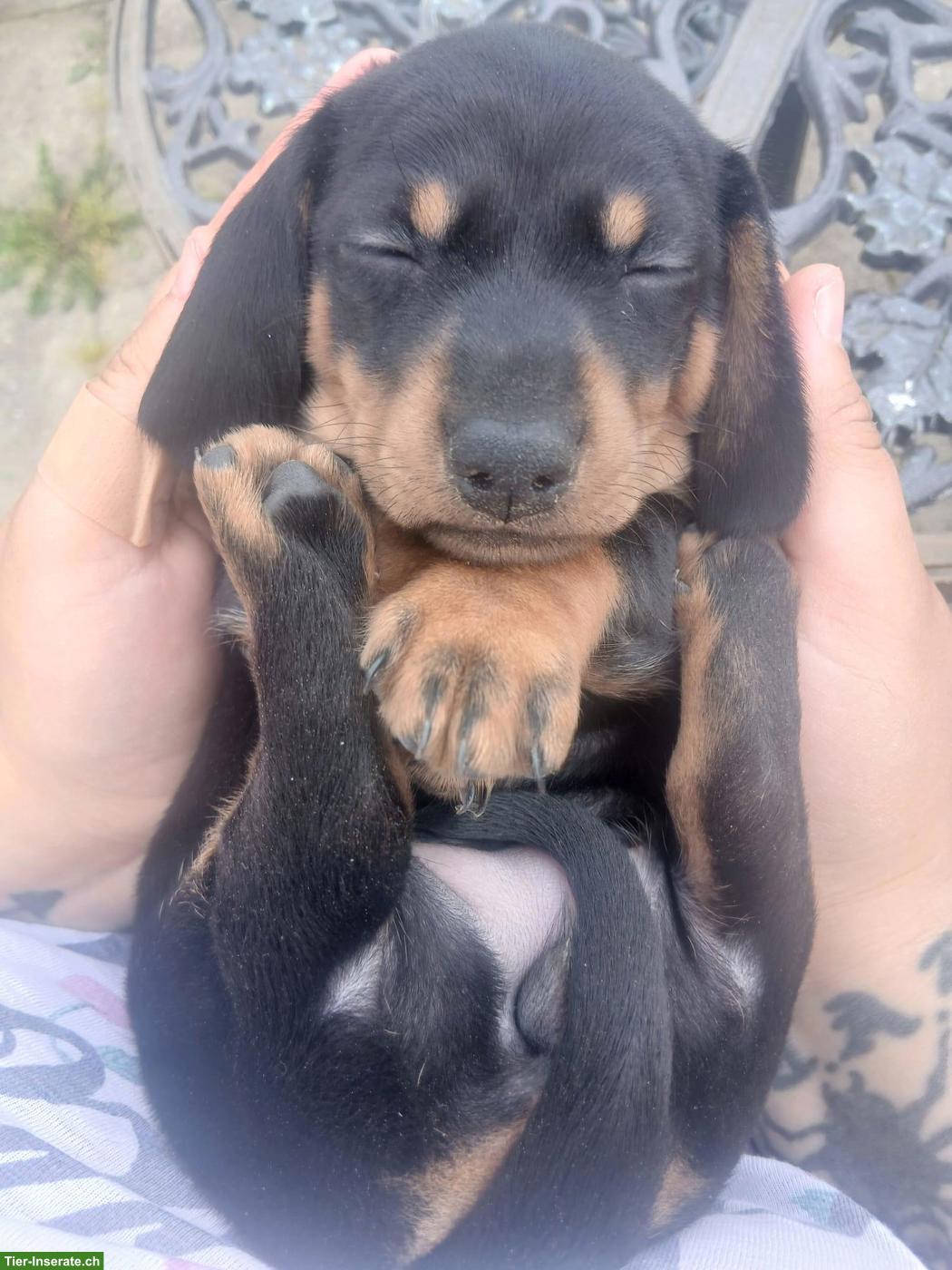 Bild 6: Zwergdackel Welpen in Schwarz-Loh, Alltagstaugliche Familienhunde