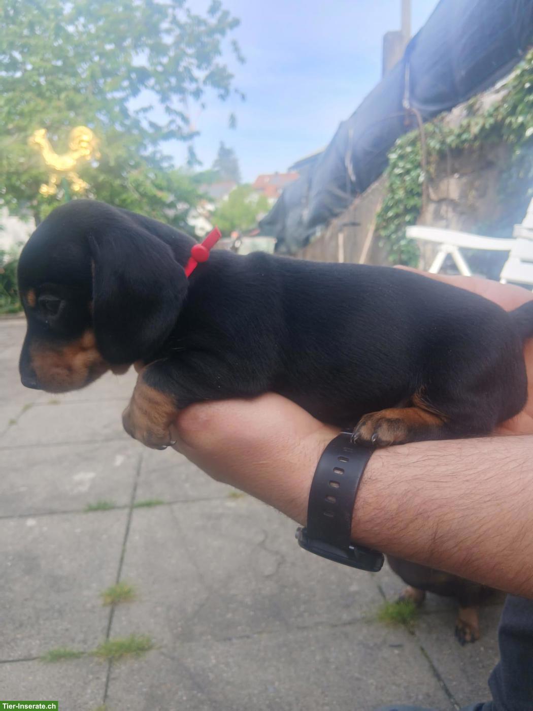 Bild 7: Zwergdackel Welpen in Schwarz-Loh, Alltagstaugliche Familienhunde