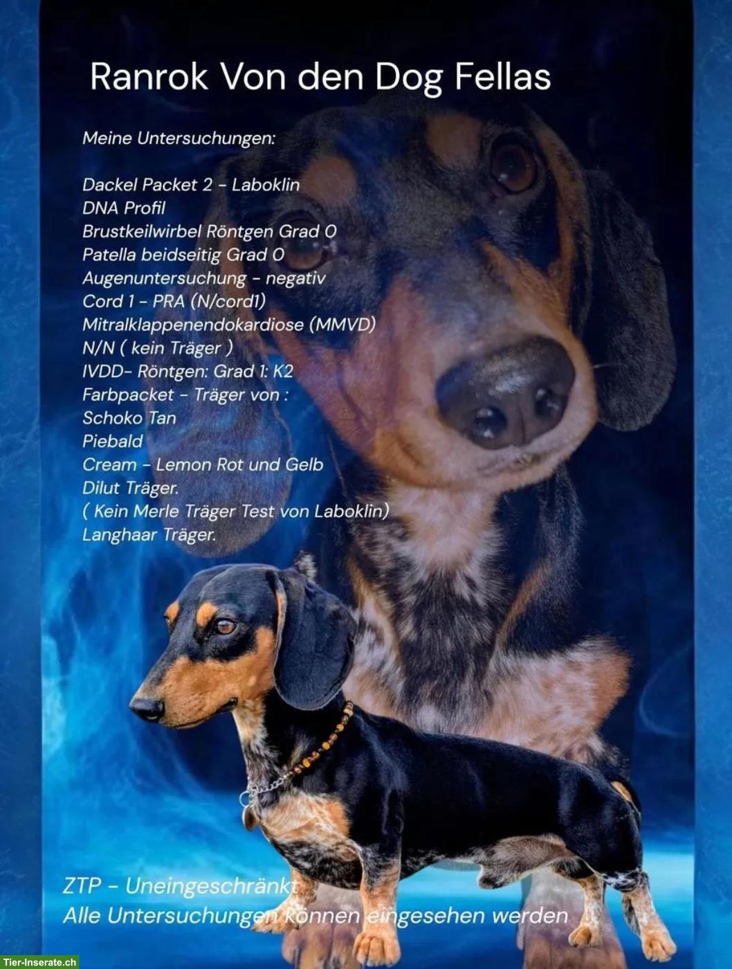 Bild 8: Zwergdackel Welpen in Schwarz-Loh, Alltagstaugliche Familienhunde