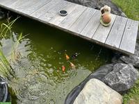 Goldfische zu verschenken an guten Platz