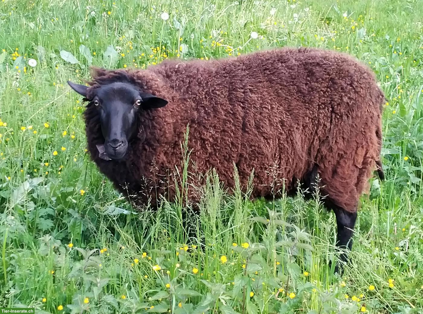 Kastrierter Milchschafbock zu verkaufen