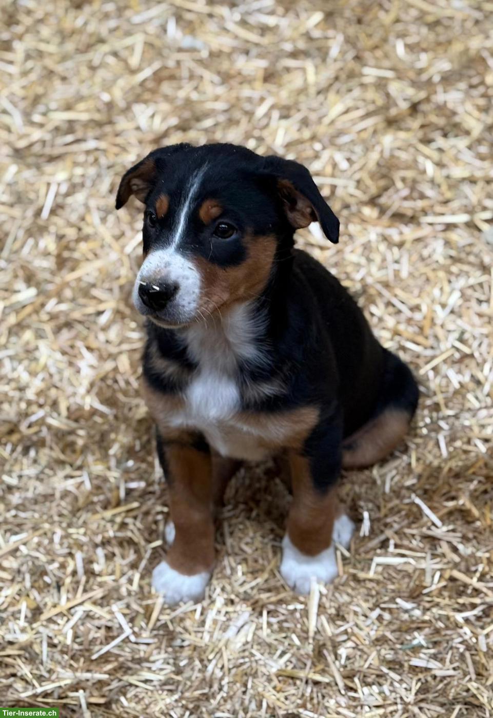Appenzeller Sennenhund Welpe zu verkaufen