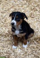 Appenzeller Sennenhund Welpe zu verkaufen