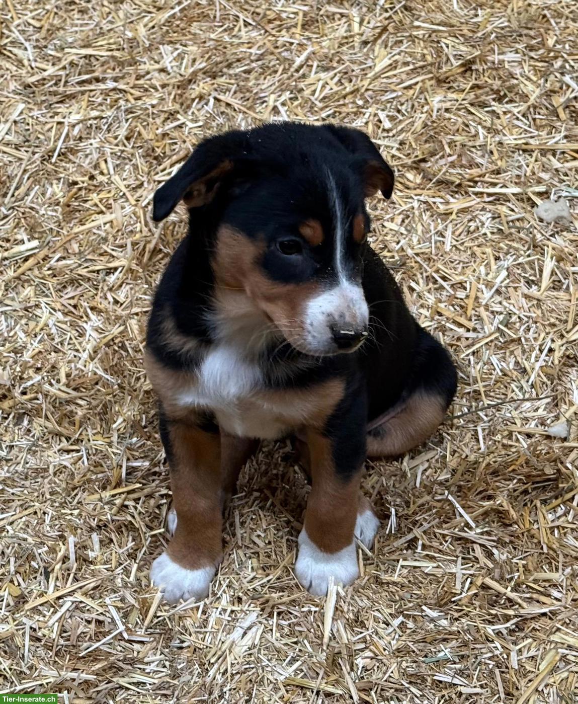 Bild 2: Appenzeller Sennenhund Welpe zu verkaufen