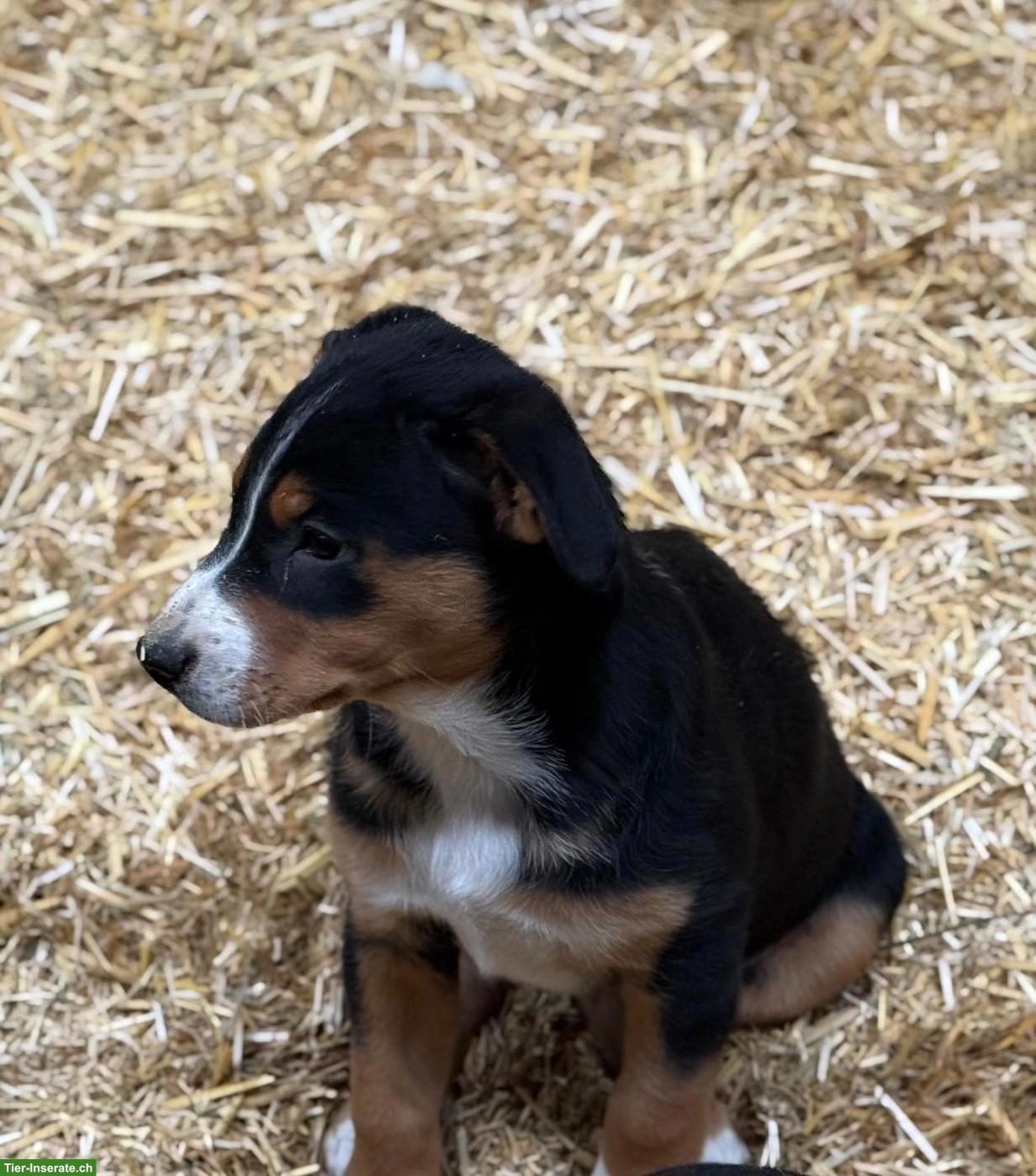 Bild 3: Appenzeller Sennenhund Welpe zu verkaufen