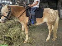 TOP Classic Pony Wallach (113cm) für alle Fälle