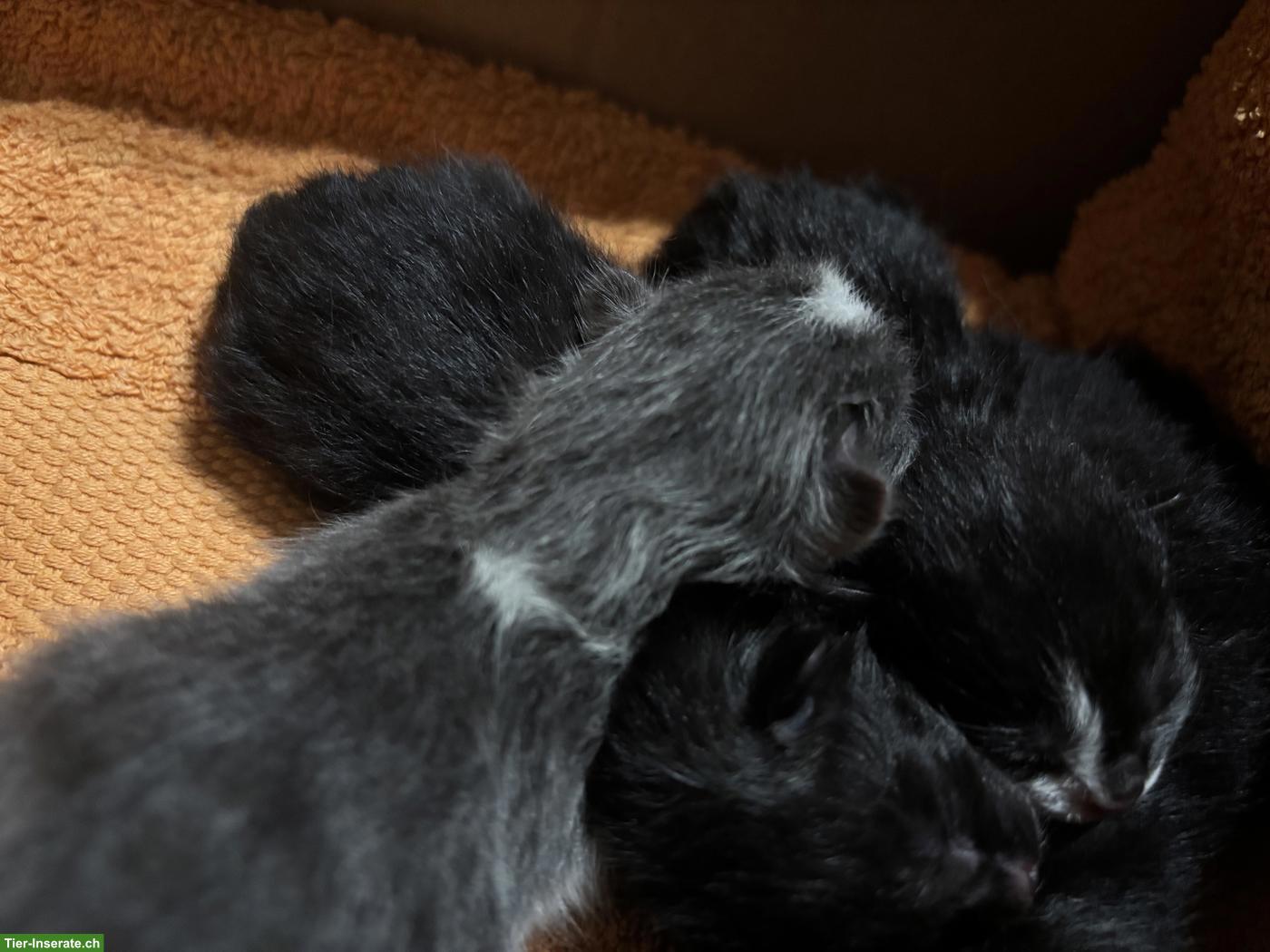 Bauernhof Kitten abzugeben