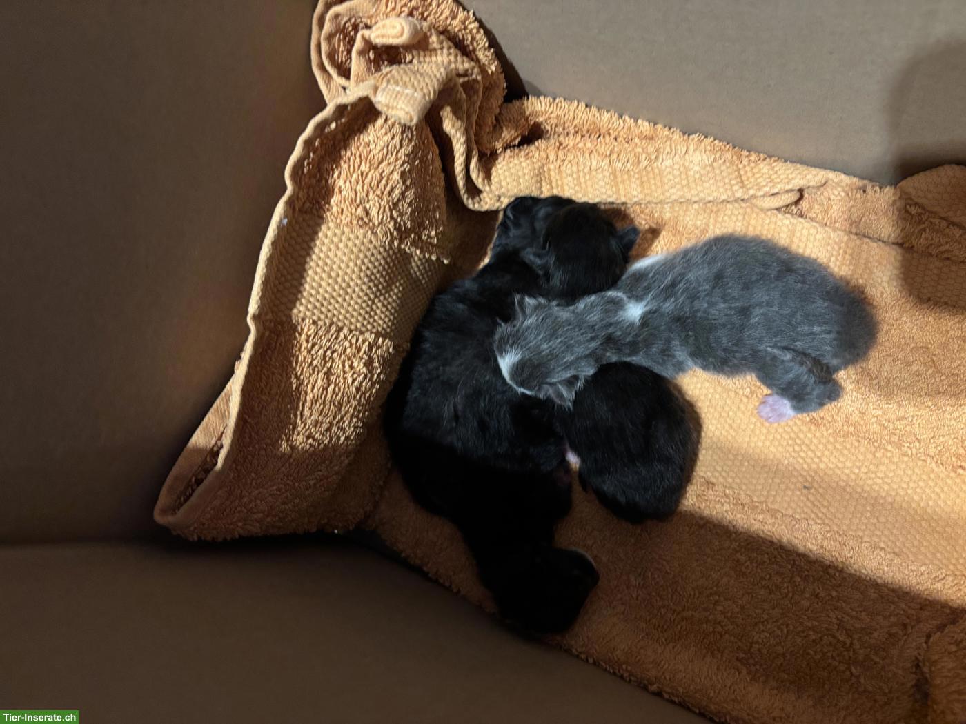 Bild 2: Bauernhof Kitten abzugeben