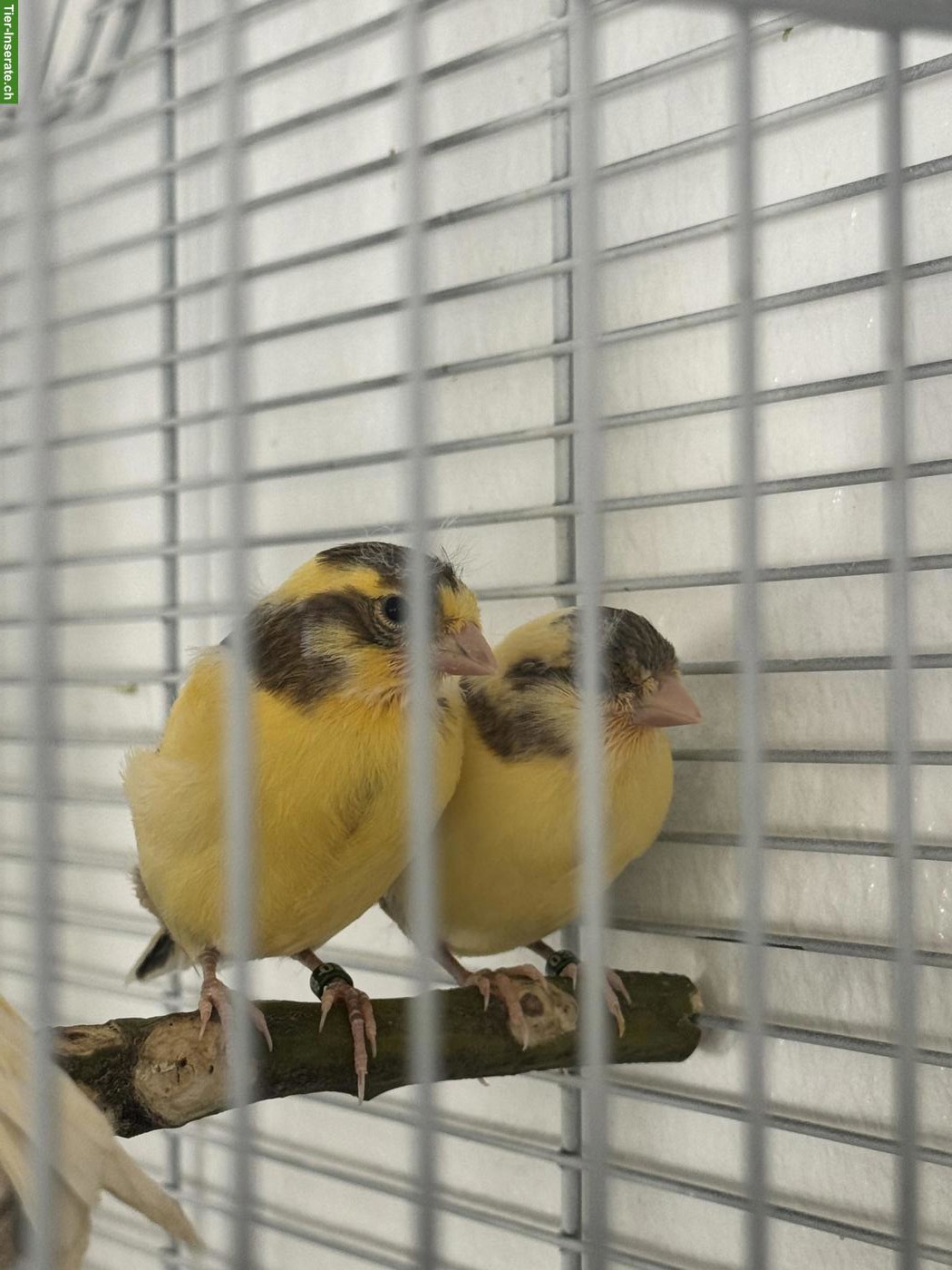 Bild 4: Junge Kanarienvögel zu verkaufen