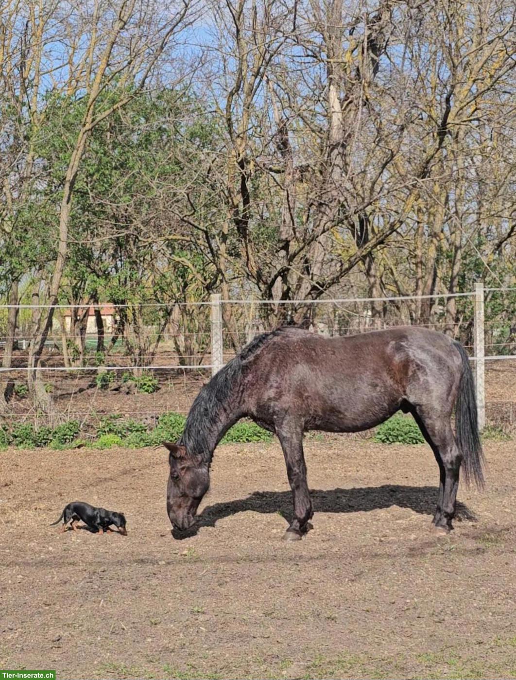 Black Beauty Lipizzaner Wallach, geritten & gefahren