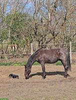 Black Beauty Lipizzaner Wallach, geritten & gefahren