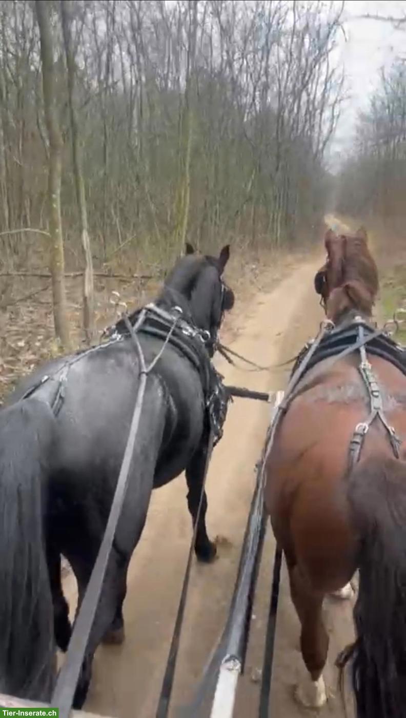 Bild 2: Black Beauty Lipizzaner Wallach, geritten & gefahren