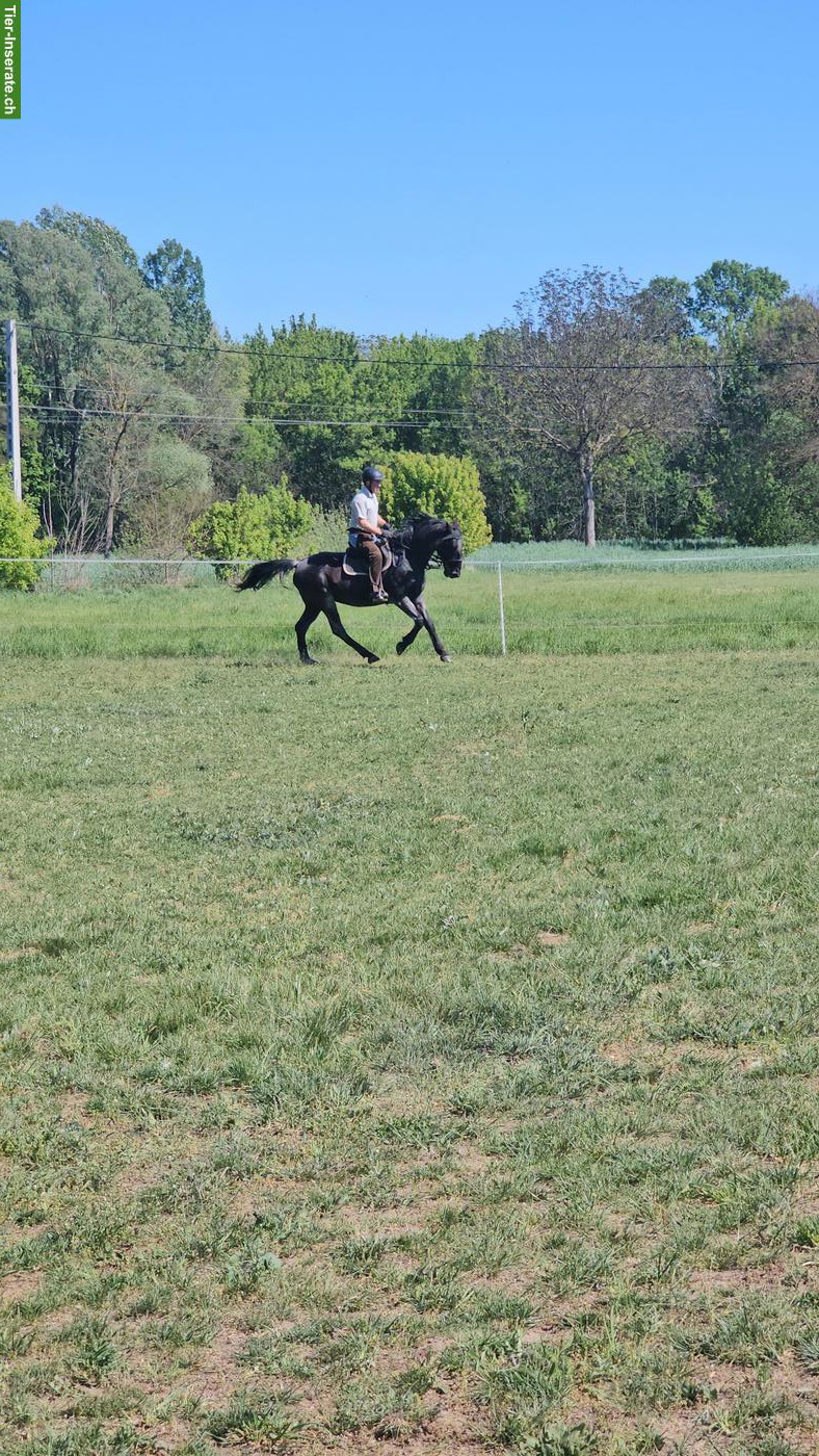 Bild 4: Black Beauty Lipizzaner Wallach, geritten & gefahren