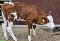 Simmentaler Fleckvieh Kuhkalb zu verkaufen