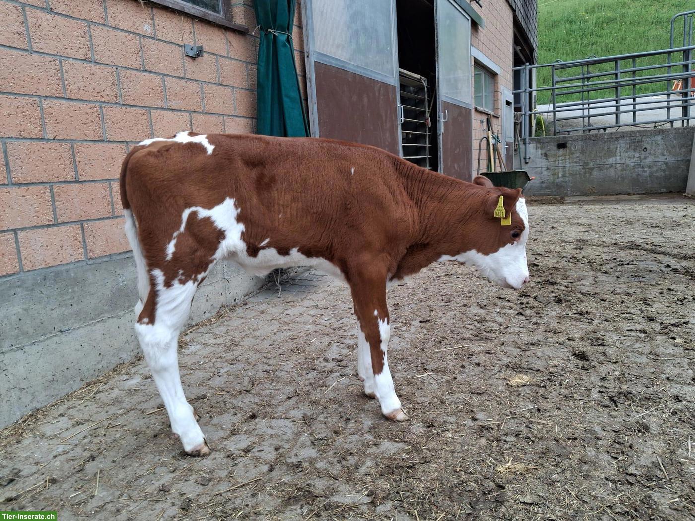 Bild 2: Simmentaler Fleckvieh Kuhkalb zu verkaufen