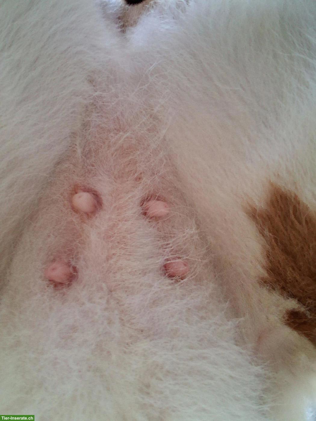 Bild 3: Simmentaler Fleckvieh Kuhkalb zu verkaufen