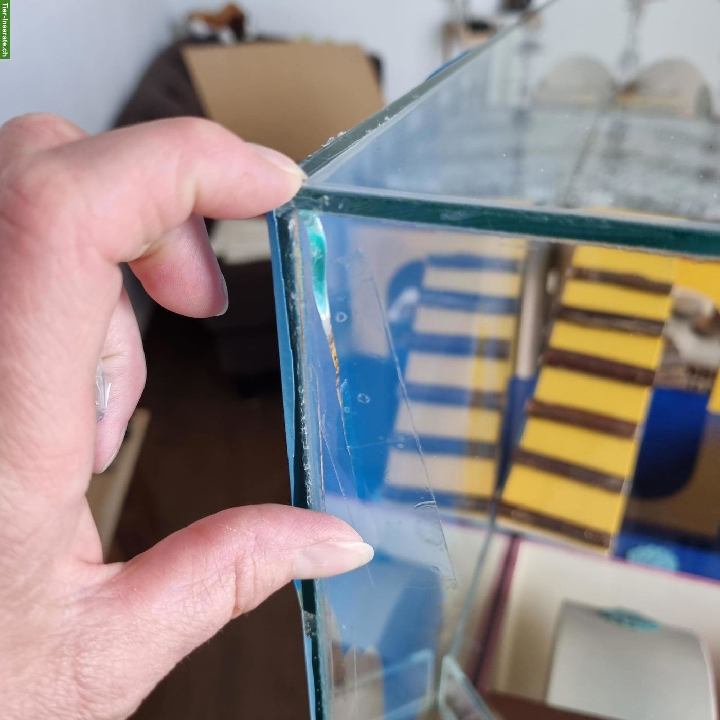 Bild 4: Grosses Nager-Glasterrarium zu verkaufen