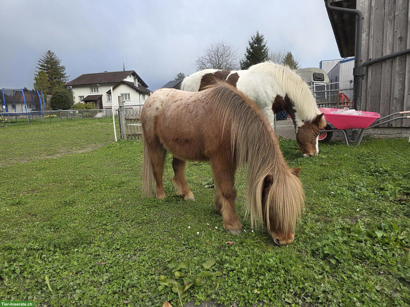 Bild 4: Mini Shetty Wallach 6-jährig in Sonderfarbe