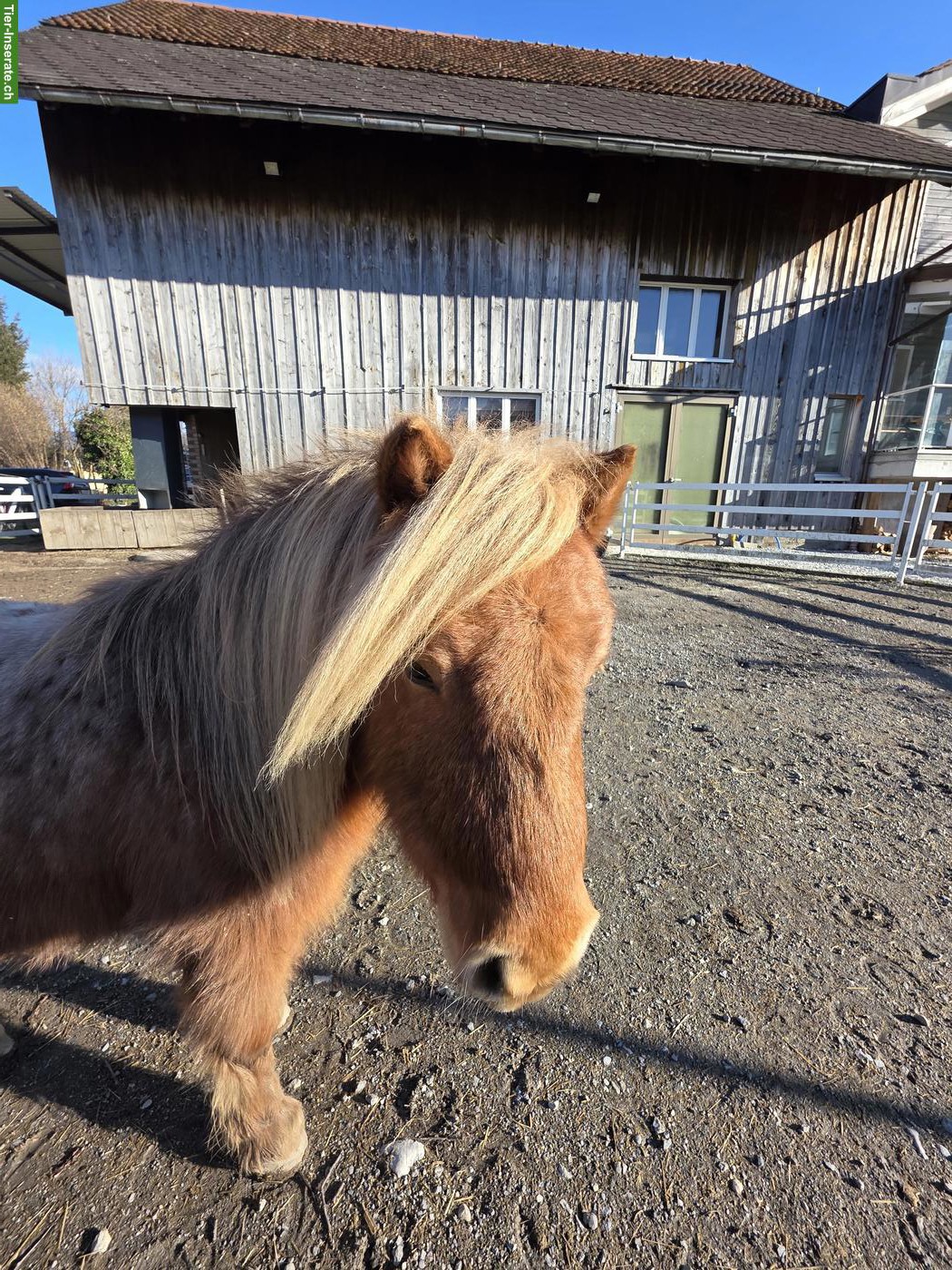 Bild 5: Mini Shetty Wallach 6-jährig in Sonderfarbe