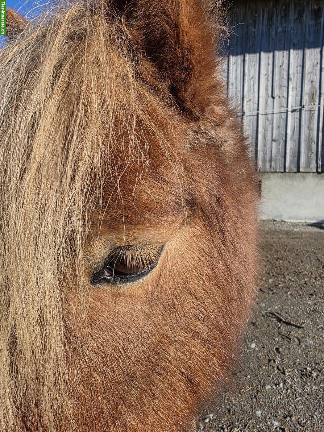 Bild 7: Mini Shetty Wallach 6-jährig in Sonderfarbe